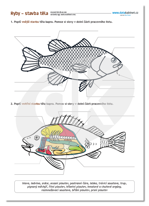 Ryby Stavba Tela Datakabinet Cz